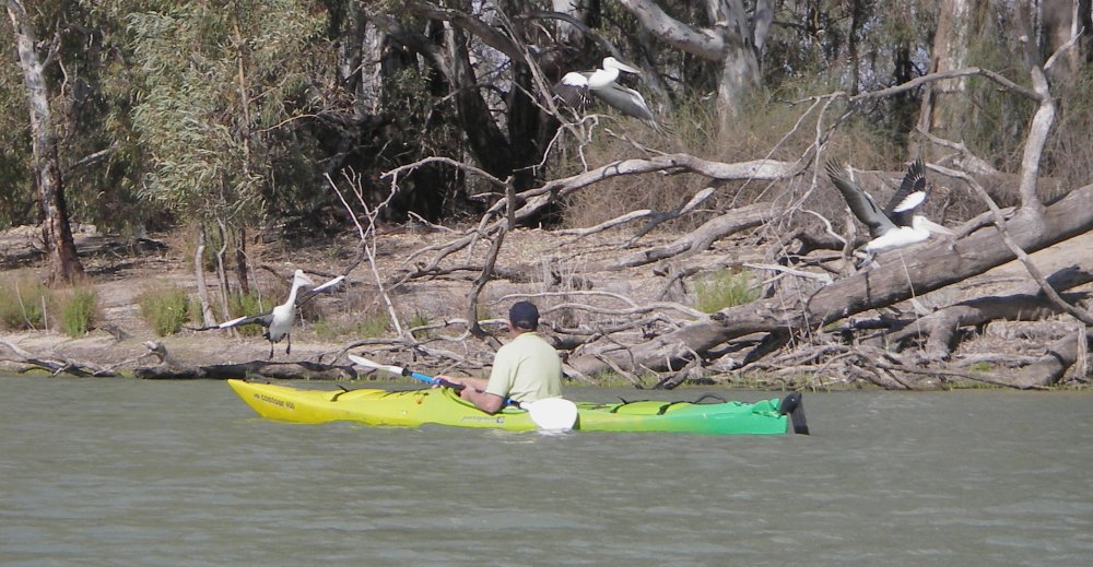 steve-3pelicans-1614.jpg