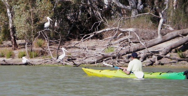 steve-3pelicans-1613.jpg